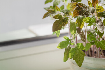Tomato seedling close up in plastic pot on windowsill.