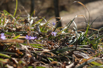 Leberblümchen am Waldboden nah