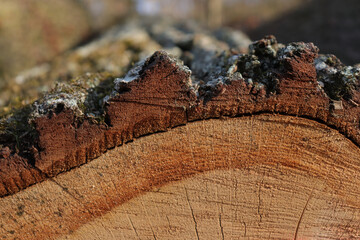 Baumstammschichten