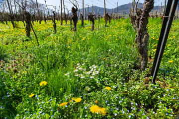 Reben Weinberge Frühling 