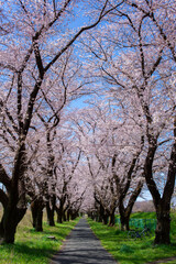 cherry blossom trees