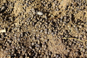Sheep manure on the ground