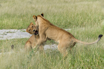 African lion (Panthera leo) fighting and playing. Sub adult lionesses playing in the morning in the...