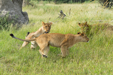 Fototapeta premium African lion (Panthera leo) fighting and playing. Sub adult lionesses playing in the morning in the Okavango Delta in Botswana. 