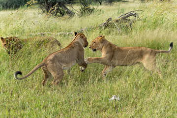 Naklejka na ściany i meble African lion (Panthera leo) fighting and playing. Sub adult lionesses playing in the morning in the Okavango Delta in Botswana. 
