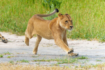 African lion (Panthera leo) fighting and playing. Sub adult lionesses playing in the morning in the...