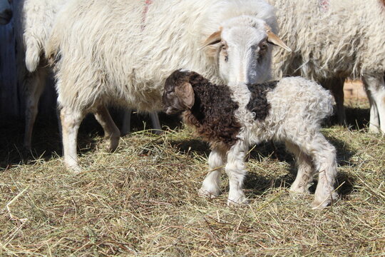 Flock of sheep with newborn lamb