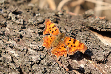 Schmetterling 