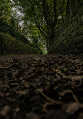 footpath in the woods