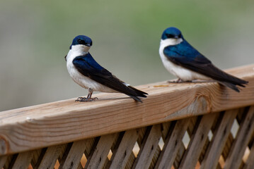 Closeup of the common house martins. Delichon urbicum.