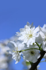 Fototapeta na wymiar 真っ白な梨の花