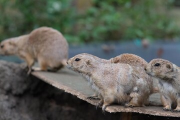 プレーリードッグ