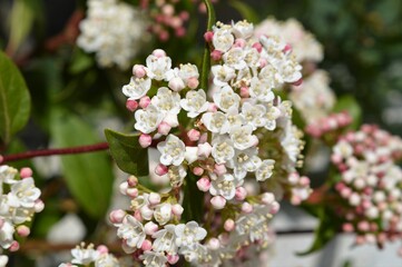 ビバーナム　Viburnum