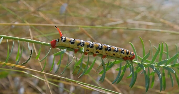 Hyles euphorbiae or spurge hawk-moth larva on the grass