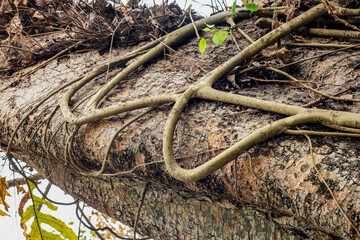 Close up bottom view of a large banyan tree branch on a sunny day