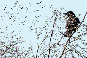 Raven or crow sits on a branch. I'ts bird species of the genus Corvus. There is no distinction...