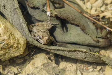 An adult Mediterranean Painted Frog, Discoglossus pictus, hiding in a piece of cloth in water pond.