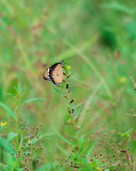 butterfly on a leaf