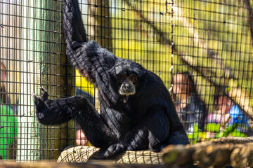 Closeup shot of the siamang gibbon monkey sitting in its cage in the zoo