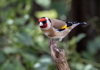Cute goldfinch bird perched on a tree branch in a garden