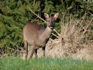Roe deer in spring sun