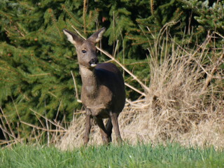 Roe deer in spring sun