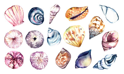 Hand painted in watercolor ocean shell collection. High quality illustration