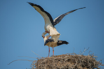 Storchenpaar während der Begattung
