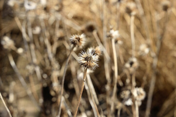 Closeup of the dry thistles in the field. Selected focus.