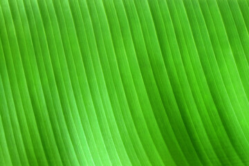 Green banana leaf texture for background and design art work.