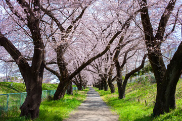 Obraz premium cherry blossom trees