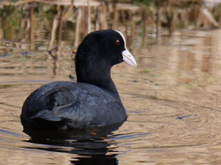 eurasian coot looking curiously around