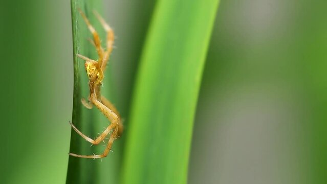 A yellow-brown spider is crawling on a yellow iris leaf, hunting and making a nest