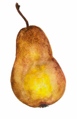 Watercolor pear on white.