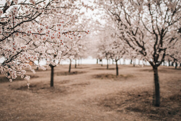 almond tree