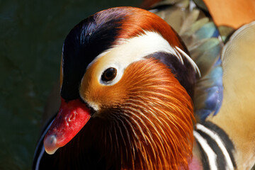 Closeup of a mandarin duck
