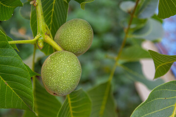 Walnuts hanging on a tree branch, space for text