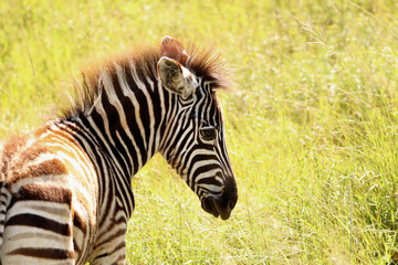 Fototapeta na wymiar Young Zebra in the African bush