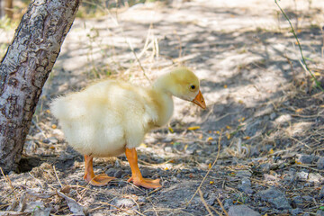 Closeup photo of yellow gosling