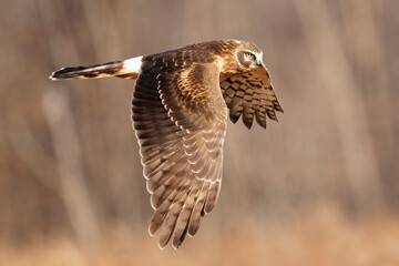 Selective focus shot of a northern harrier bird in flight - obrazy, fototapety, plakaty