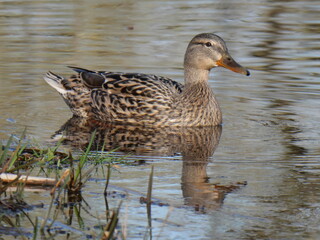 Fototapeta premium wild duck 
