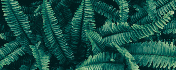 tropical fern leaf nature background