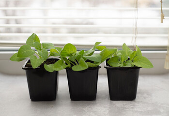 flower seedlings in pots on windowsill. Horizontal frame.