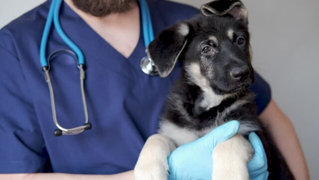 cute fluffy german shepherd puppy in the hands of a veterinarian. the veterinarian examined the dog. doctor with dog on grey background with copy space.