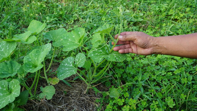 Farmers capture the tops of healthy vegetables and herbs and plant them in their organic garden.