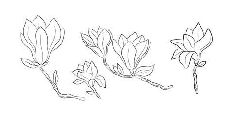 Magnolia 5 flowers, set drawn by lines. Isolated bud on a branch. For invitations and postcards