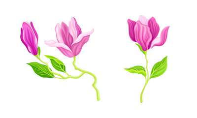 Beautiful pink flowers, greeting card or invitation design vector illustration