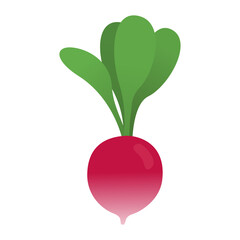Red radish isolated vector icon