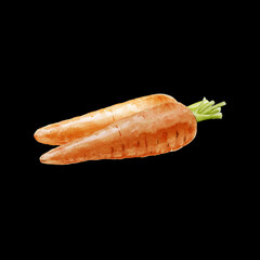 Carrot watercolor illustration on black background