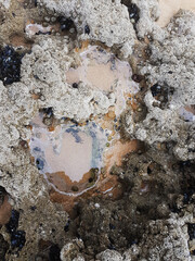 Mussels and red actins